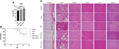 Non-Targeted Metabolomic Analysis of Chicken Kidneys in Response to Coronavirus IBV Infection Under Stress Induced by Dexamethasone